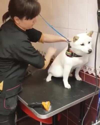 How this professional groomer handles a dog is amazing!