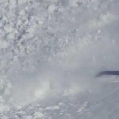 Snow rabbit runs over an avalanche to safety.