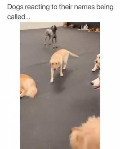 Dogs reacting to their names being called...