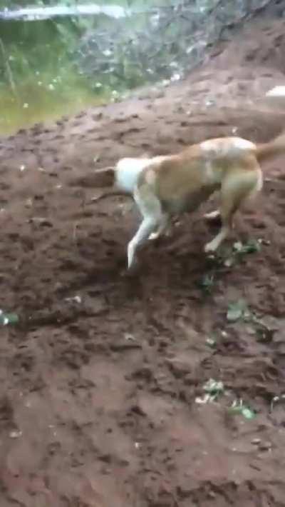 Smart dog invented a new game he can play all by himself!