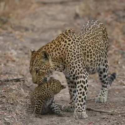 Leopard mom and her cub.