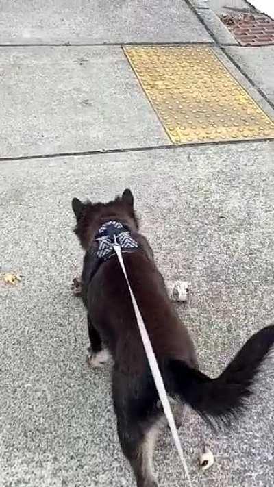 Lil girl found a BIG ol' stick and carried it halfway home