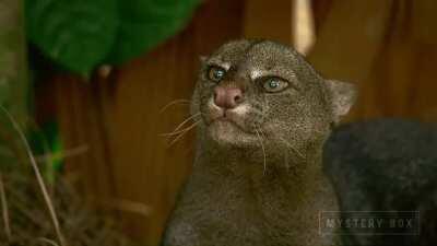 Jaguarundi, wild cat native to Central and South America