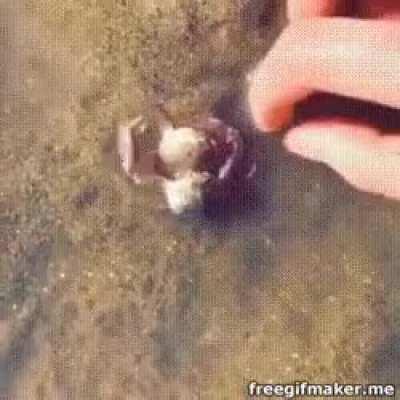 Crab protects another Crab from dangerous human