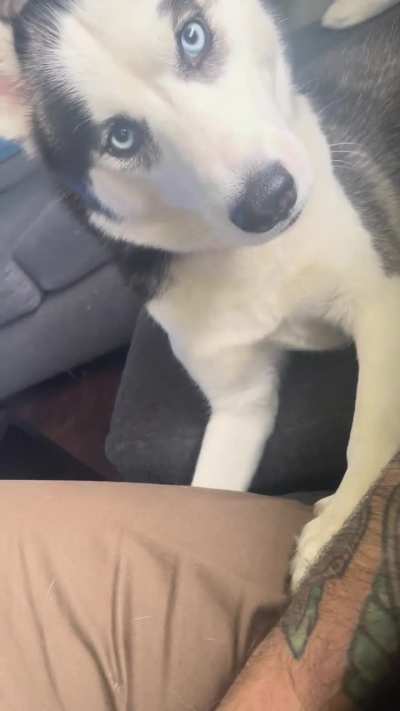 HuskyTantrums