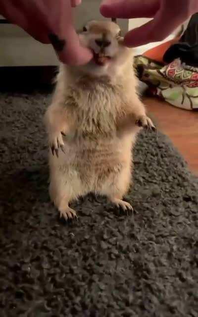 Even prairie dogs enjoy a good head scratch