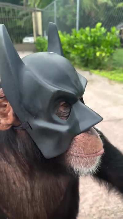 I say no to the BatApe: Apes Wild Forever