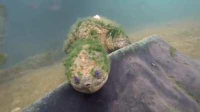 A close encounter with a very old snapping turtle in Texas, estimated to be 80+ years old. Credit: Nick Breaux