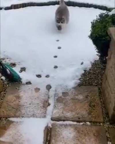 Cat walking through its own footsteps in snow