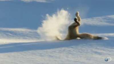 Fox targeting (hearing) a mouse beneath snow.