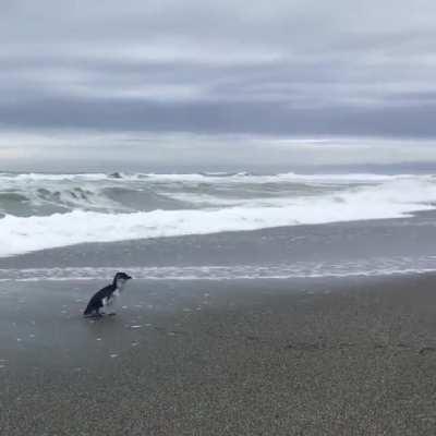 Penguin turns around one last time, “Thanks for the good care!, Bye (waddle..waddle…)