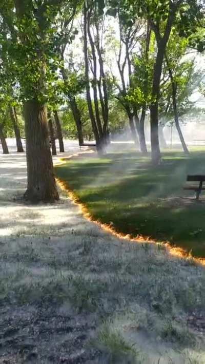 Poplar fluff burning with trees and grasses, looks mythical