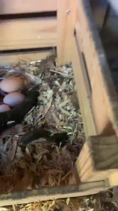 calmly removing a snake from a chicken nest