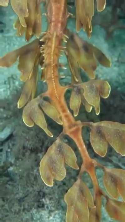 🔥 Leafy Seadragon Found Only in the Southern waters of Australia🔥