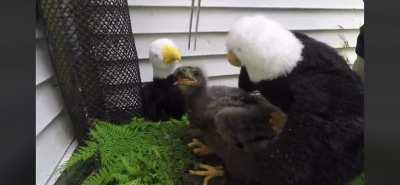 Feeding a baby bald eagle