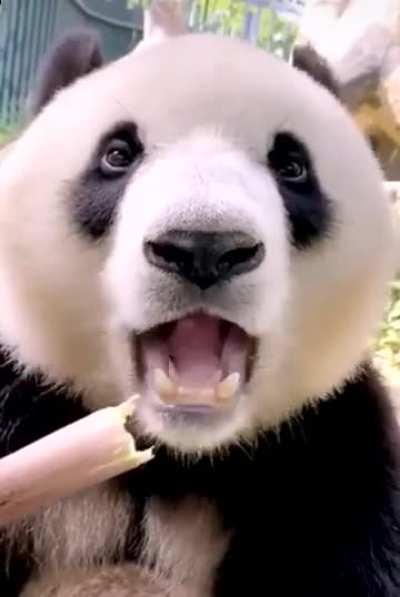 panda