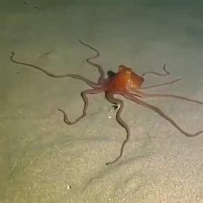 The sand octopus cannot change colors, but it can hide.