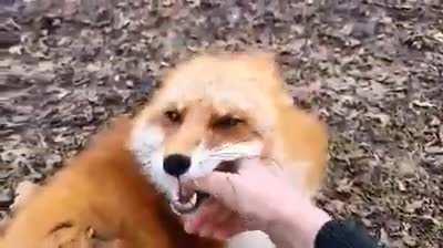 If you've never heard a fox laugh, your day will be brightened immensely.