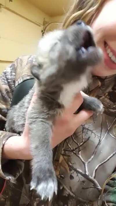 Wolf pup howling for the first time