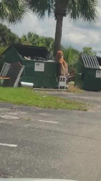 King of the Dumpster?