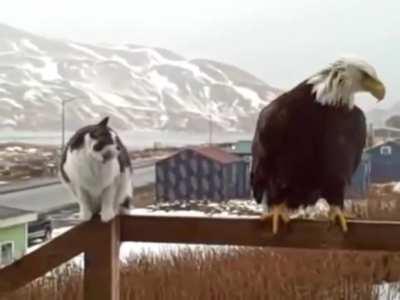 House cat not intimidated by a bald eagle.