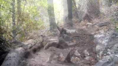 Bobcat vs Rattlesnake