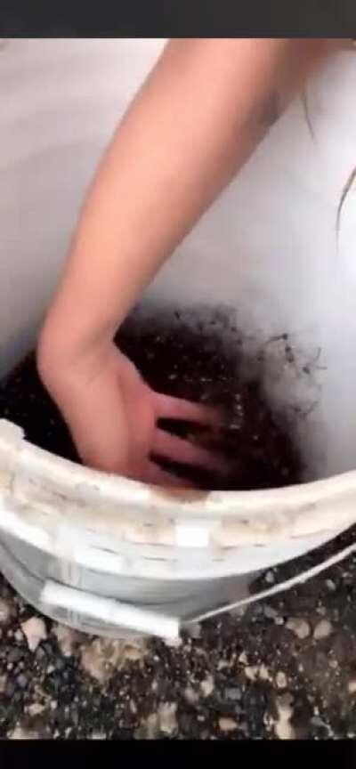 Bucket of spiders check