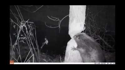 Beavers Cutting Down Trees