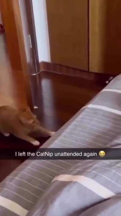 catcaine