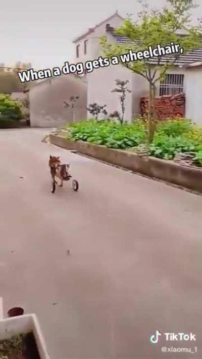 This dog's human made him a wheelchair, and his smiles say it all