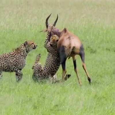 Cheetah coalition known as the “Fast Five” work together to bring down a Topi