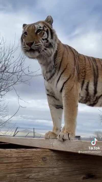 Up close and personal with a spoiled tiger.