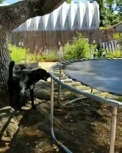 the doggie has invented a way to play ball with himself