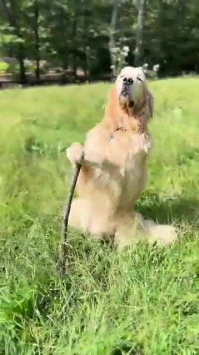 A Golden Retriever practicing yoga