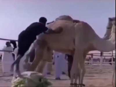 Trying to jump on the camel? The camel wins