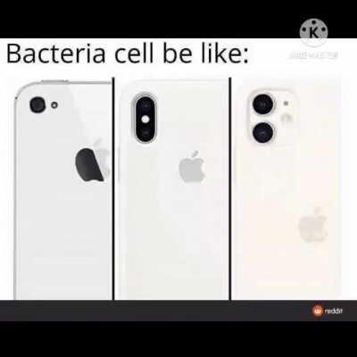 I hate it when my phone turns into bacteria