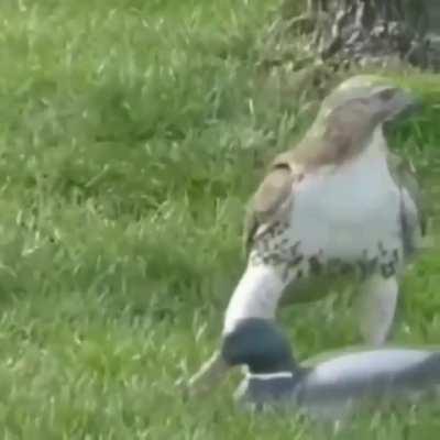 🔥 Confused Hawk smacks a fake duck