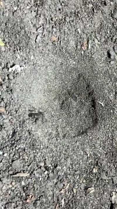 🔥 Antlion trapping an ant in its pit : Entomology