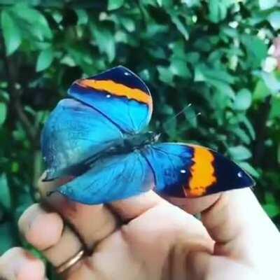 Unique butterfly hen it sits on a branch and folds its wings, it visually takes the form of a dry leaf.However, when it opens, an outstanding array of iridescent colors comes to life!