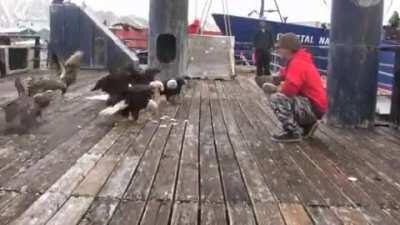 🔥 Feeding the Alaskan Pigeons 🔥