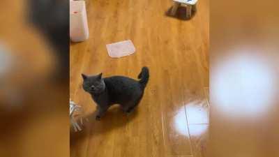 Videos that cats want to delete most