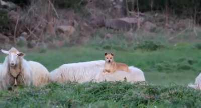 Guardian dog at work