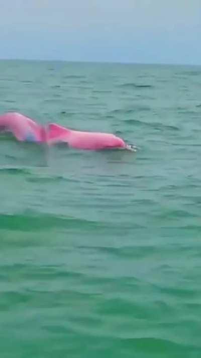 Pink Dolphins in China are making a comeback because of Covid reducing river traffic