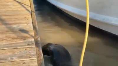 Little baby otter plopping in water