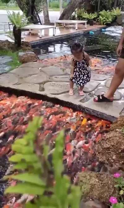 Koi Fish being fed by a Kid in Thailand