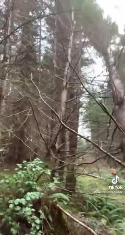 TikTok Timber!