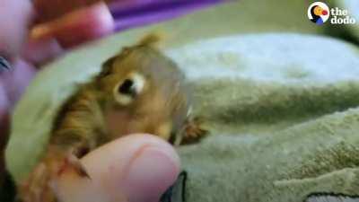 This Baby Squirrel Is Smaller Than an AA Battery