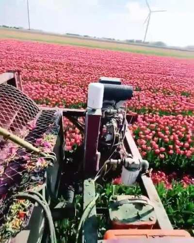 Topping a tulip field