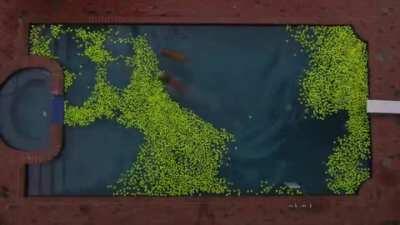 Two golden retrievers play in a pool filled with 4000 tennis balls.