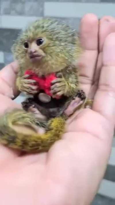 The world's smallest monkey - A pygmy marmoset - Notable for weighing just over 100 grams (3.5 ounces)